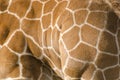 Background pattern of giraffe skin
