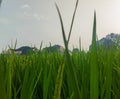 Background pattern made of green rice field Scenery shoot with low angle Royalty Free Stock Photo