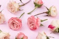 Background or pattern of many delicate roses of white and pink