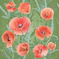 Background Pattern With Red Poppy.