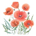 Background Pattern With Red Poppy.