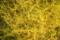 Background pattern of yellow dodder which is edible herbal plant growing abundantly on the ground. Royalty Free Stock Photo