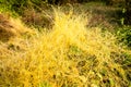 Background pattern of yellow dodder which is edible herbal plant growing abundantly on the ground. Royalty Free Stock Photo