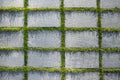 Background of paving slabs in the cracks which sprouted green grass