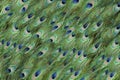 Background of Peacock Feathers