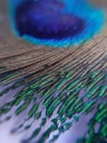 Background of peacocks feather Royalty Free Stock Photo