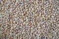 Background of pearl barley