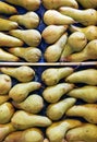 A background of pears in a drawer. Fresh yellow and green pears background Royalty Free Stock Photo