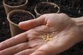 Background with peat pots and the ground. Spring planting work. Royalty Free Stock Photo