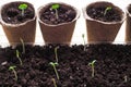 Background with peat pots and the ground. Spring planting work. Royalty Free Stock Photo