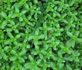 Background of Pennyroyal Mentha pulegium wild mint in spring