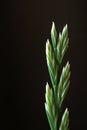 Background with perennial ryegrass inflorescence or ray grass Lolium perenne Royalty Free Stock Photo