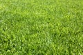 Background of Perfect Cut Green Grass