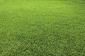 Background of Perfect Cut Green Grass