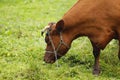 Background Pet. A red cow grazes in a green meadow. Royalty Free Stock Photo