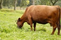 Background Pet. A red cow grazes in a green meadow. Royalty Free Stock Photo