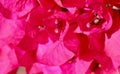 Background of petals of blooming pink bougainvillea flowers. Tropical floral backdrop Royalty Free Stock Photo