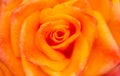 Background of the petals. Orange rose close-up Royalty Free Stock Photo