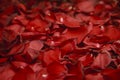 Background of petals of red roses and a vase with water Royalty Free Stock Photo