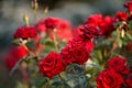 Background petals rose with rain drops. Lovely delicate flowers Royalty Free Stock Photo