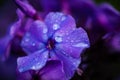 Background From Phlox Flower In Garden In Summer Close-Up Royalty Free Stock Photo