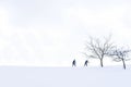 Background photo with naked trees and two silhouettes of skiers on cloudy day in winter time