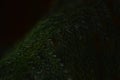 Background photo of natural texture of tropical green plants and leaves Royalty Free Stock Photo