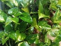 background photo of philodendron plants growing abundantly in the hospital yard Royalty Free Stock Photo