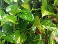 background photo of philodendron plants growing abundantly in the yard Royalty Free Stock Photo