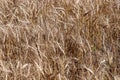 A background photo of ripe barley heads in a field Royalty Free Stock Photo