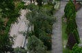 background photo of street trees in park