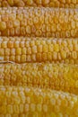 Background Photo of yellow corn background, abstract backgrounds, harvest season, healthy organic nutrition, maize cob, golden Royalty Free Stock Photo