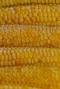 Background Photo of yellow corn background, abstract backgrounds, harvest season, healthy organic nutrition, maize cob, golden Royalty Free Stock Photo