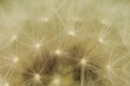 Background from the photograph macro of dandelion