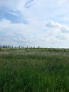 Background photography of bright lush grass field under blue sunny sky Royalty Free Stock Photo