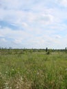 Background photography of bright lush grass field under blue sunny sky Royalty Free Stock Photo