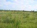 Background photography of bright lush grass field under blue sunny sky Royalty Free Stock Photo