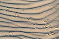 Sand dune with birds` footprints Royalty Free Stock Photo