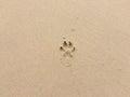 Background picture of dog foot print on sand beach Royalty Free Stock Photo