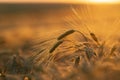 Field with backlighted barley at sunset