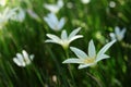 White Zephyranthes minuta flowers