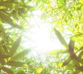 Background picture of green and shining bamboo branches