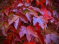 Background picture of maple leaves