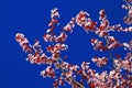 Background Picture of Pink Plum Blossom