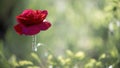 Decorative flower, odorless.Poppy lawn. Royalty Free Stock Photo