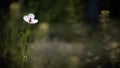 White, small, wild flower.Poppy tenderness.Close-up of a flower. Royalty Free Stock Photo