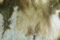 Background picture of a soft fur beige carpet. Wool sheep fleece closeup texture background. Top view Royalty Free Stock Photo