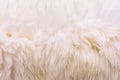 Background picture of a soft fur white carpet. wool sheep fleece closeup texture background,Fake color beige fur fabric. top view