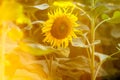 Background picture of a sunflower field
