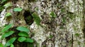 Background picture of vine man tree bark